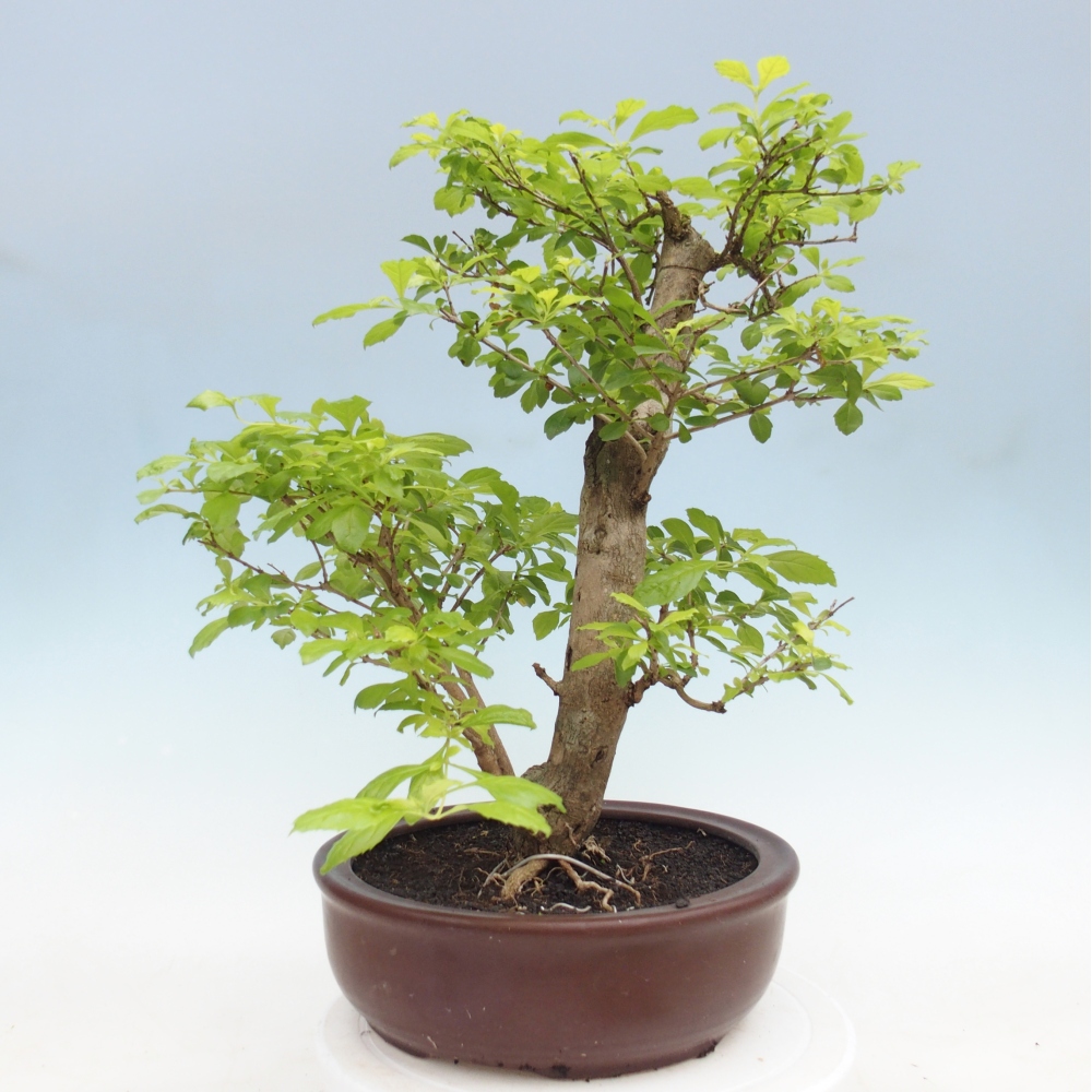 Camera bonsai - Duranta erecta Aurea