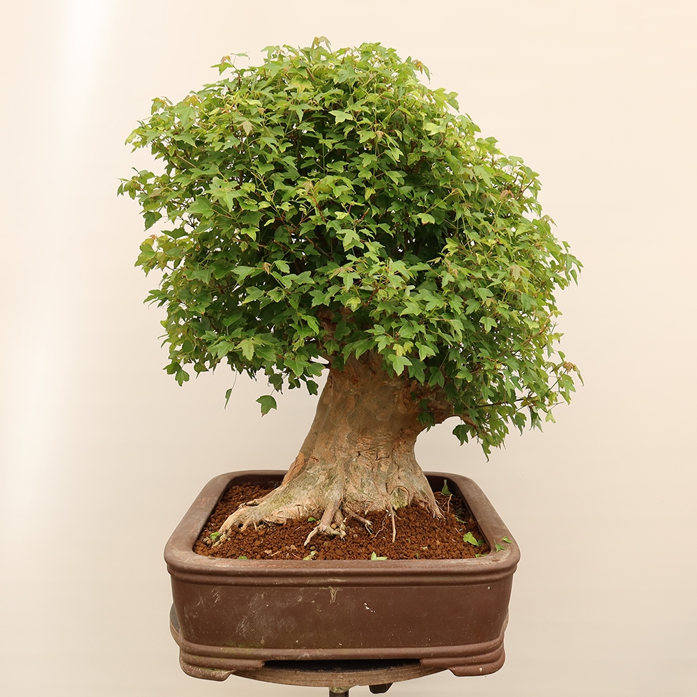 Bonsai da esterno - Acero Burger - Acer Burgerianum