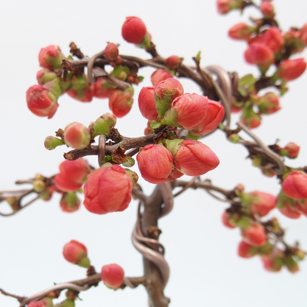 Bonsai da esterno - Chaneomeles s. Red Joy - Cotogno