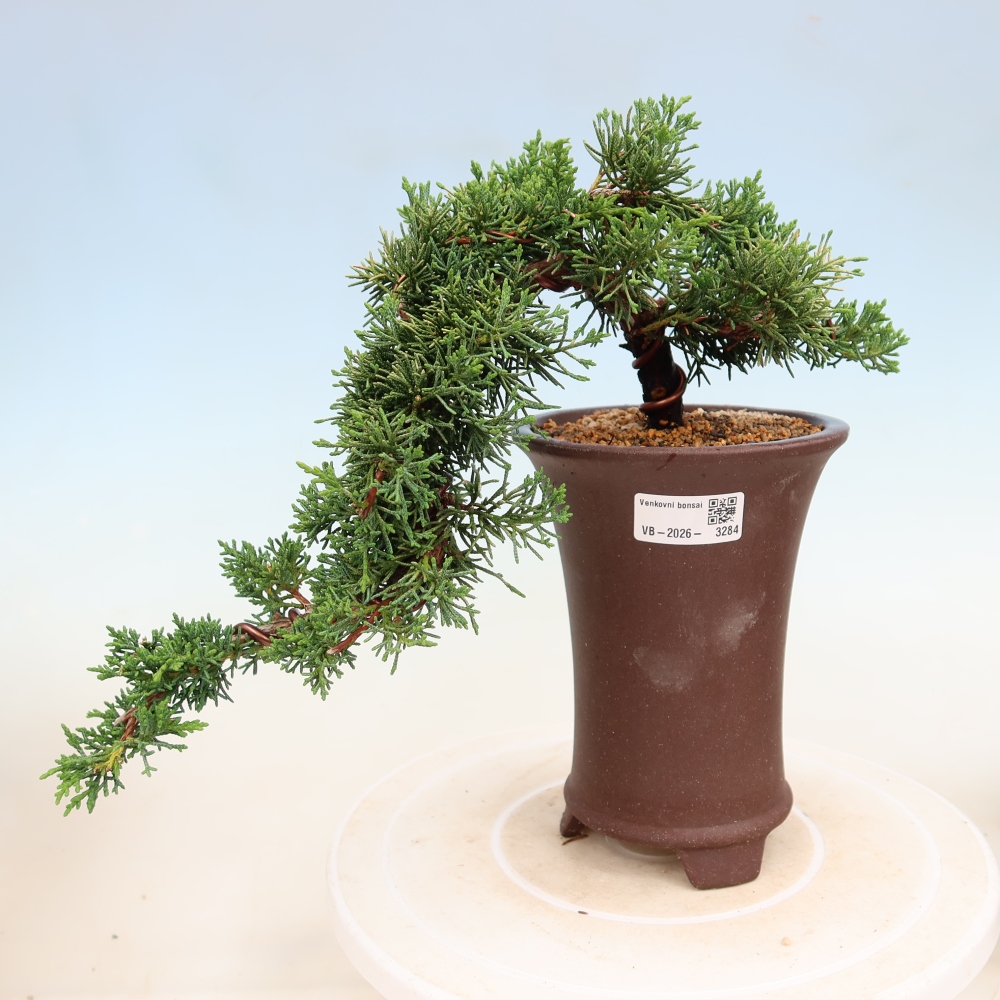 Bonsai da esterno - Juniperus chinensis Kishu