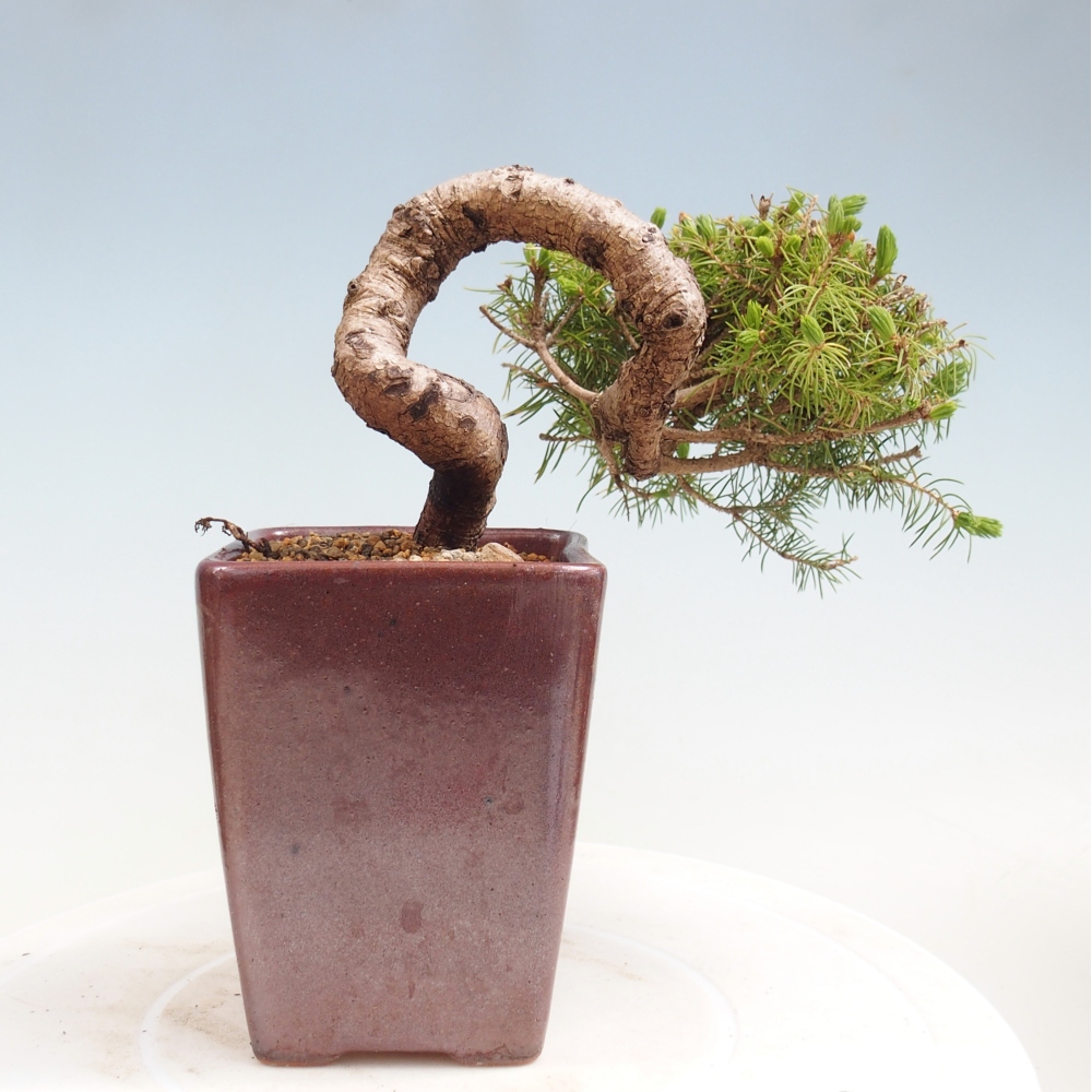 Bonsai da esterno - Abete rosso - Picea glauca globo