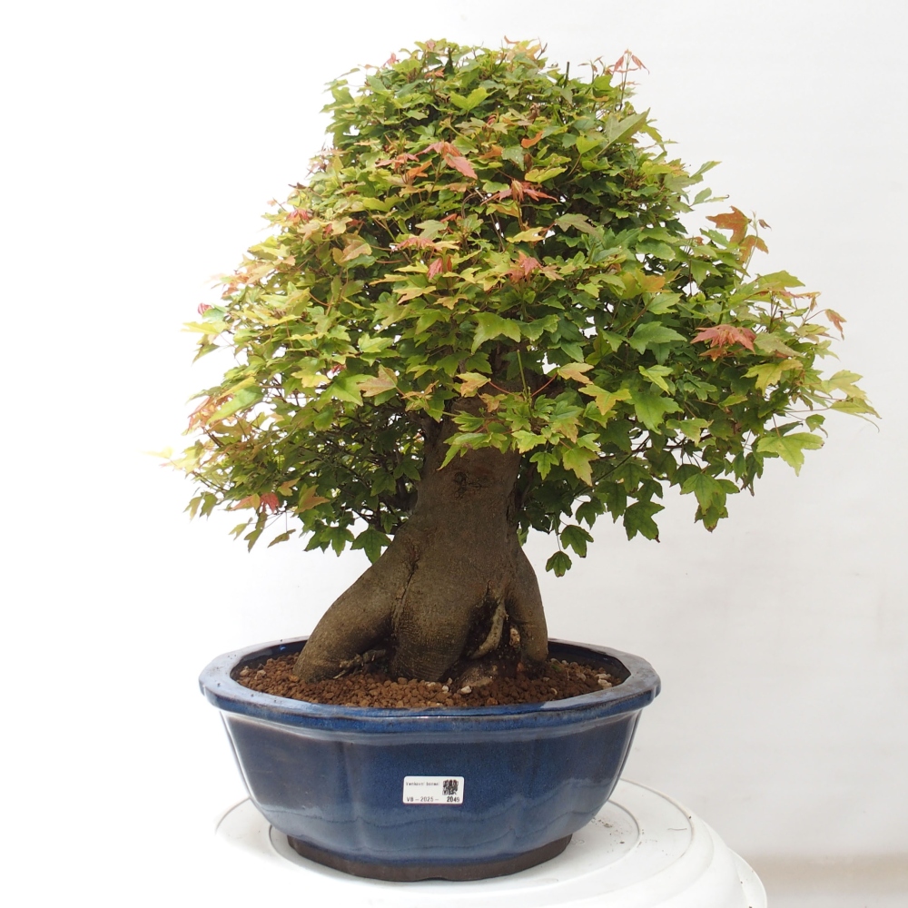 Bonsai da esterno - Acer Buergerianum - Acero di Burger