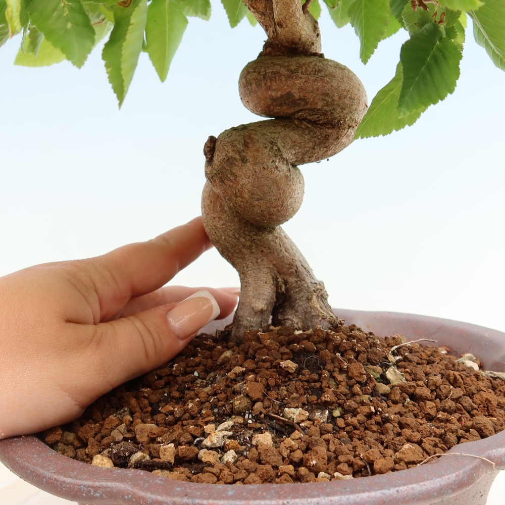 Bonsai da esterno -Carpinus Coreana - Carpino coreano