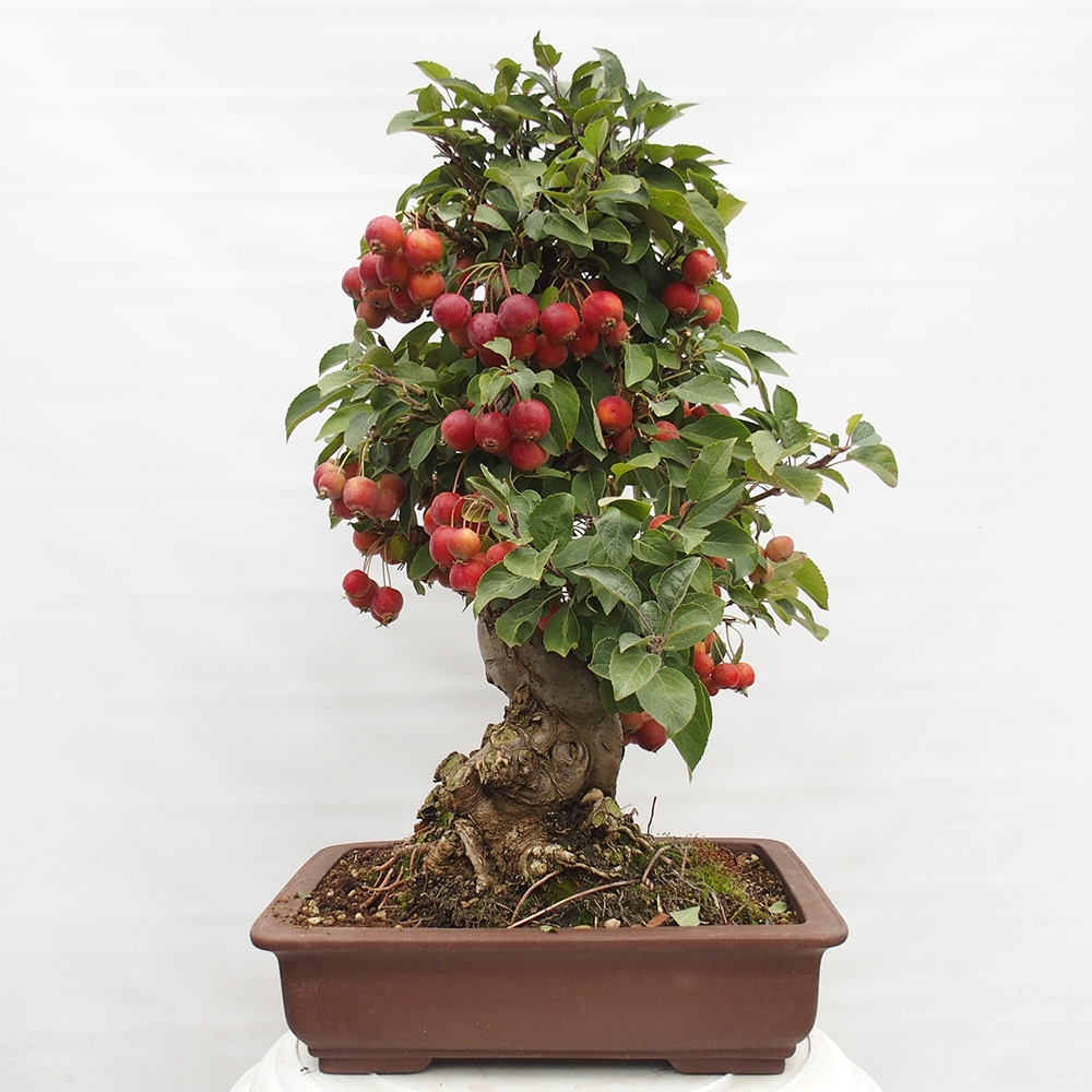 Bonsai da esterno -Malus halliana - Melo a frutto piccolo