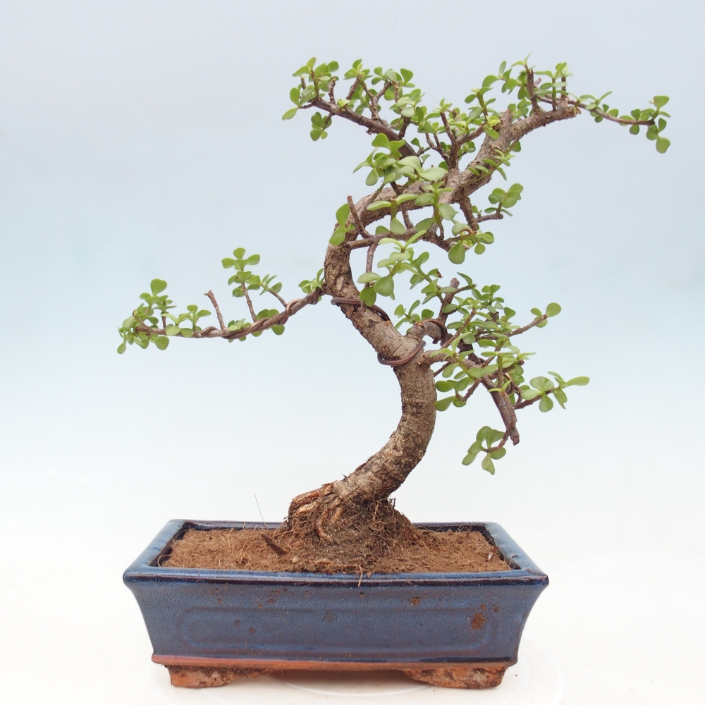 Camera bonsai - Portulakaria Afra - Tlustice