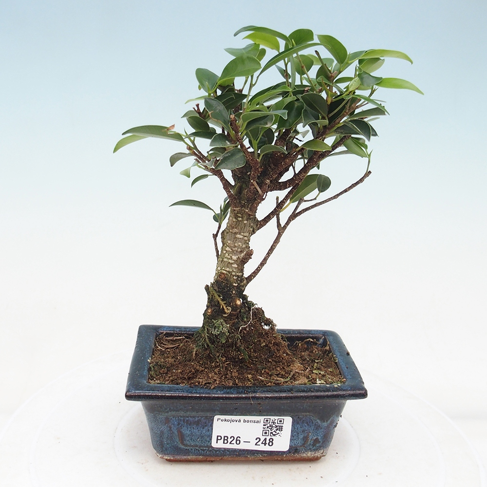 Camera bonsai Ficus retusa kimmen
