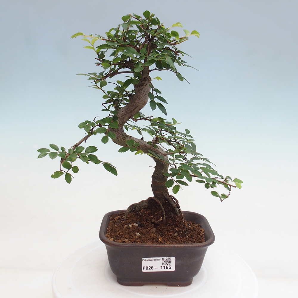 Camera bonsai - Ulmus parvifolia - Olmo a foglie piccole