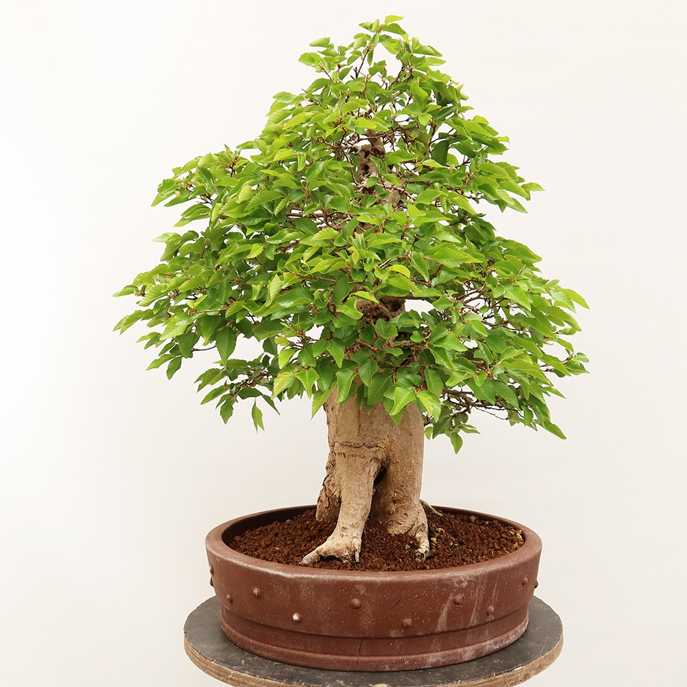 Bonsai da esterno -Carpinus Coreana - Carpino coreano