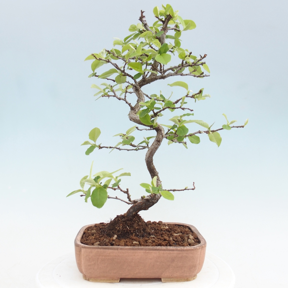 Bonsai da esterno - Chaneomeles chinensis