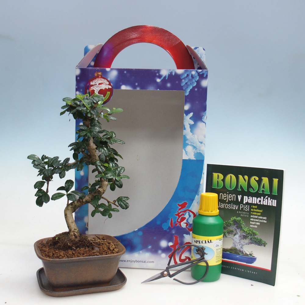 Bonsai da camera in confezione regalo Carmona microphylla - Tea fuki