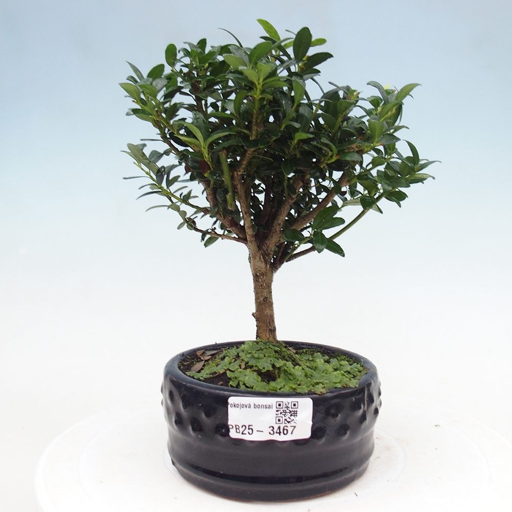 Camera bonsai - Ilex crenata - Agrifoglio