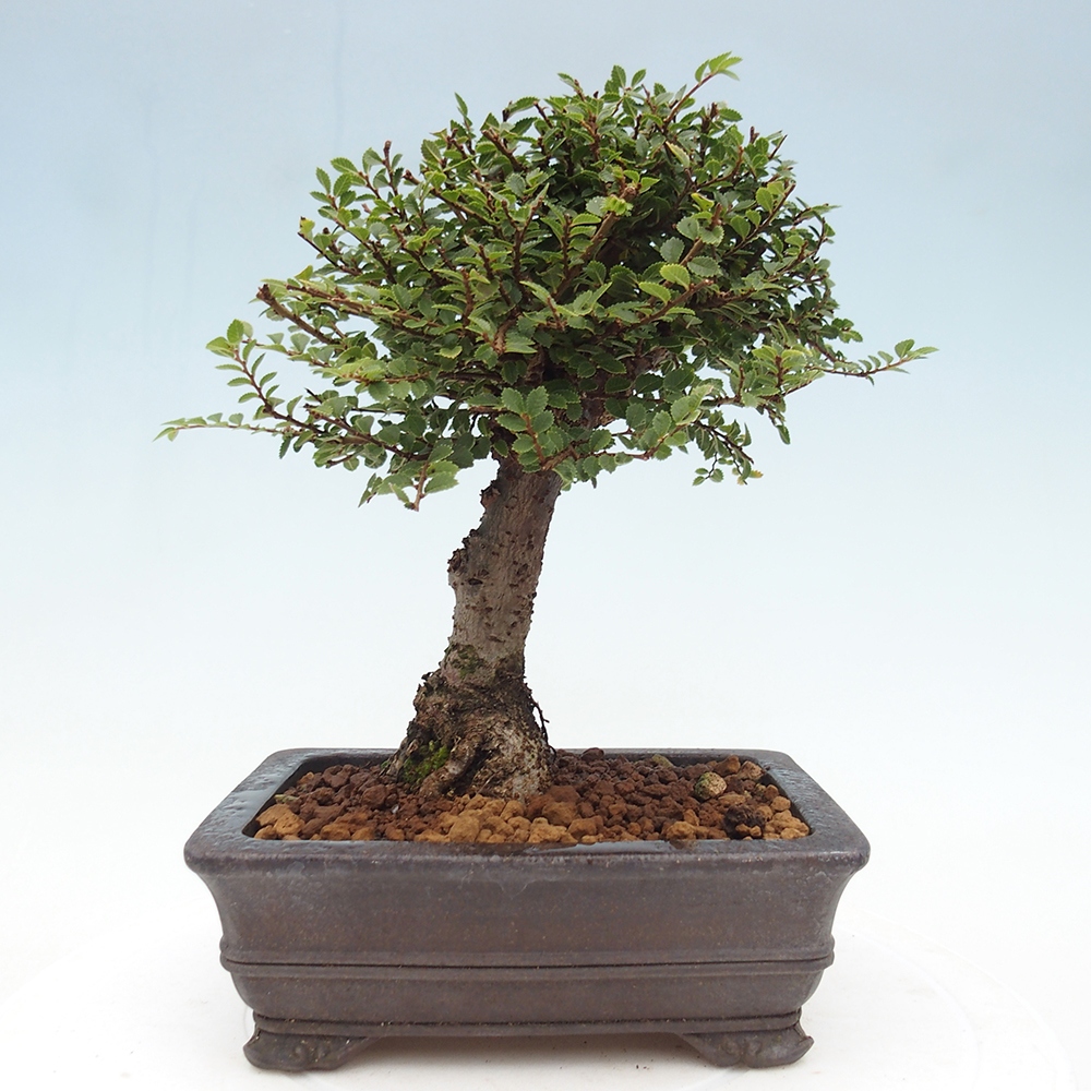 Bonsai da esterno - Ulmus parvifolia Hokkaido - Olmo cinese