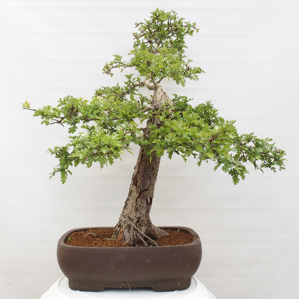 Bonsai da esterno - Biancospino - Crataegus monogyna