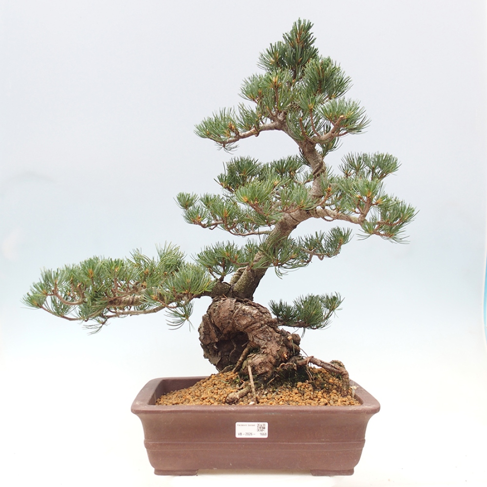 Bonsai da esterno - Pinus parviflora - Pinus parviflora