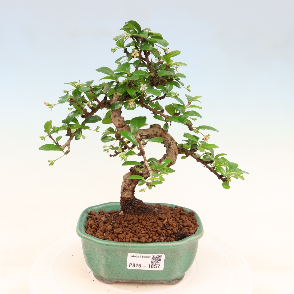 Camera bonsai - Carmona macrophylla - Tea fuki