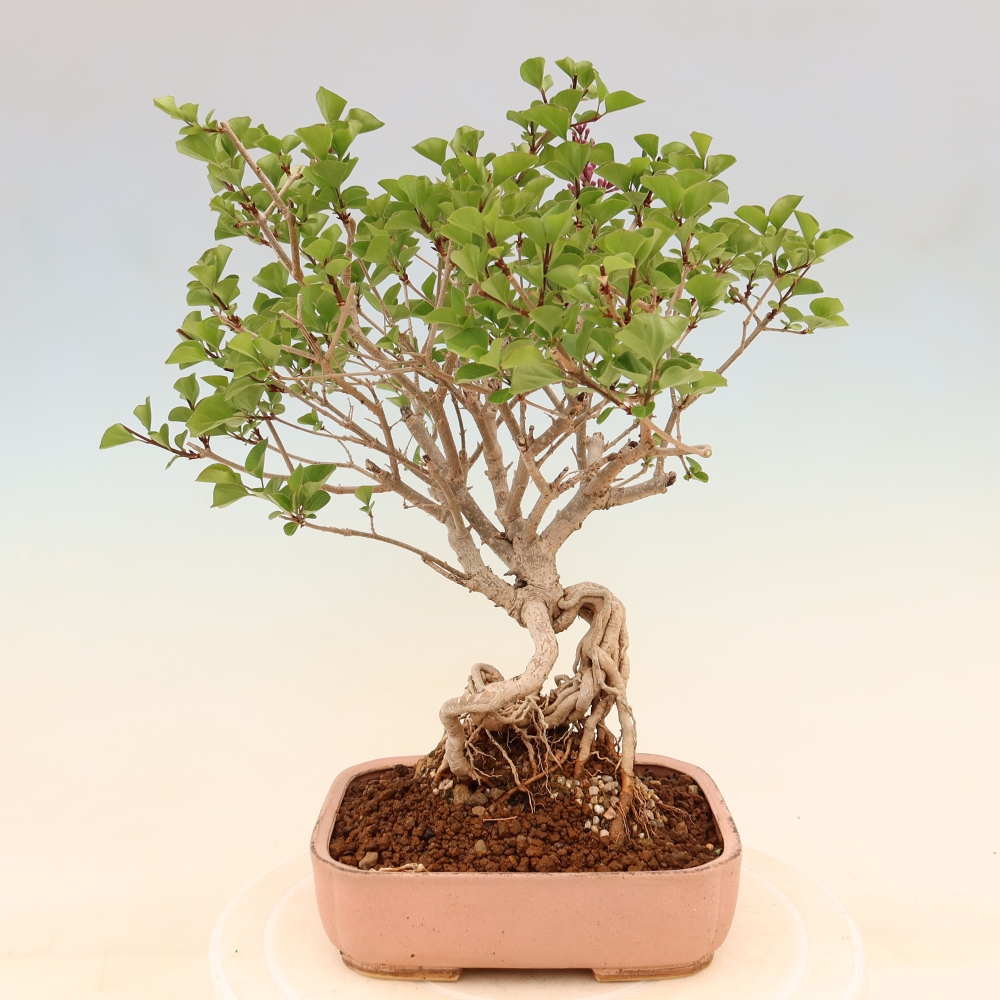 Bonsai da esterno - Syringa microphylla - lillà a fiore piccolo