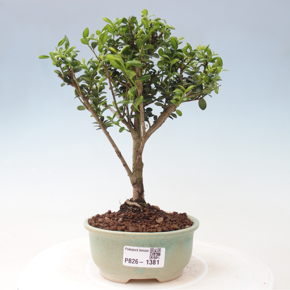 Camera bonsai - Ilex crenata - Agrifoglio