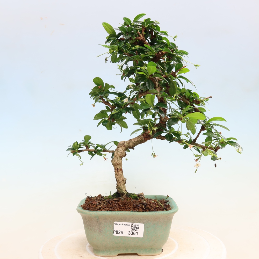 Camera bonsai - Carmona macrophylla - Tea fuki