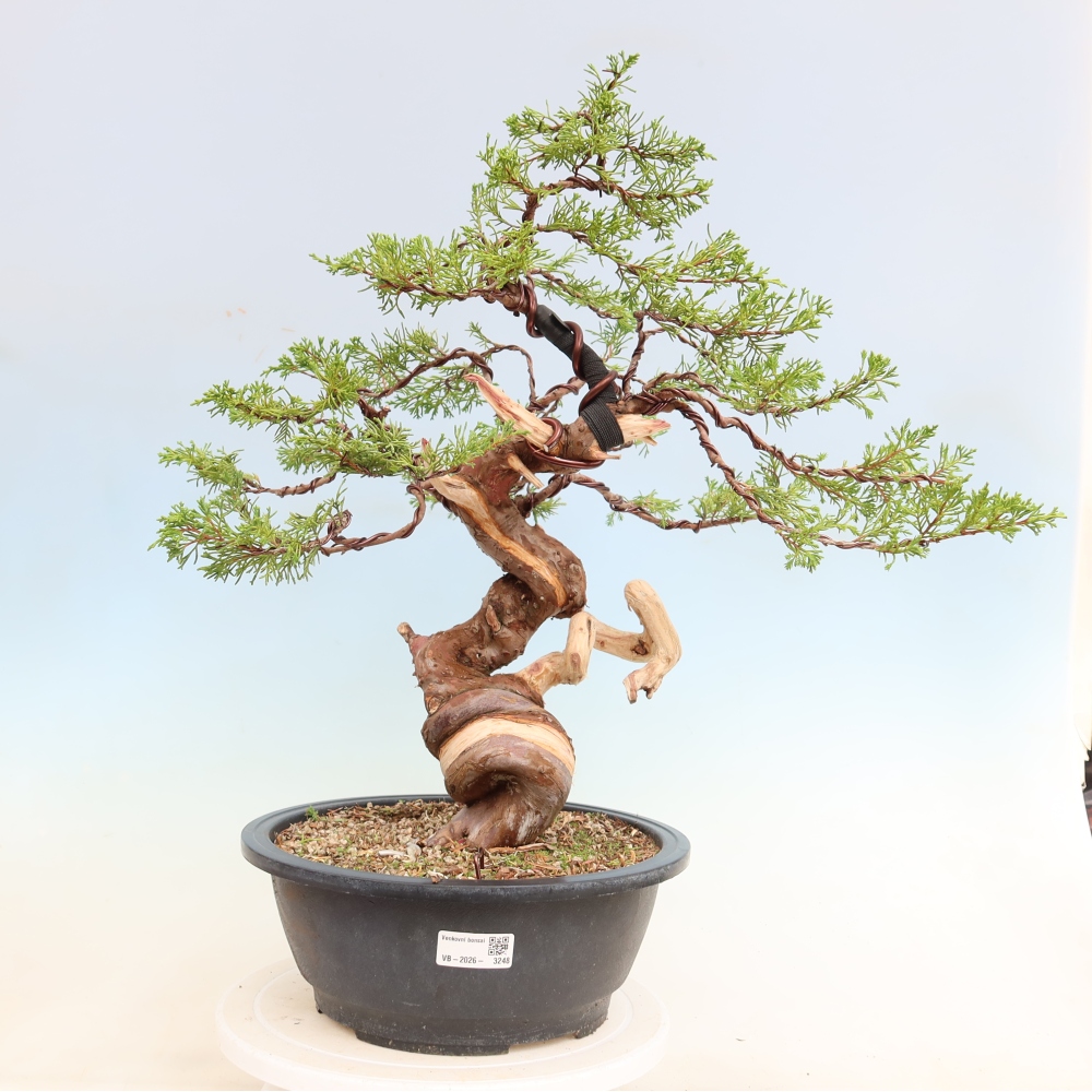 Bonsai da esterno - Juniperus chinensis Itoigawa-Juniperus chinensis