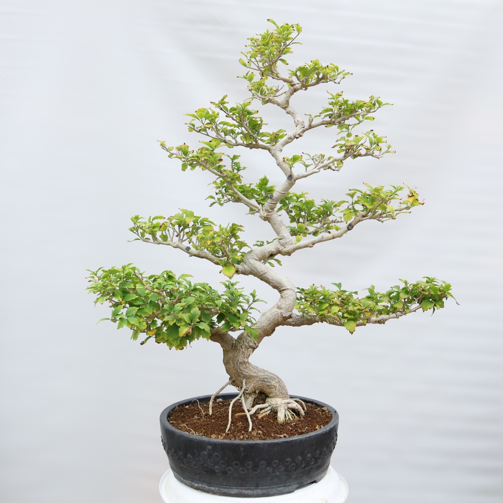 Bonsai da esterno - Hibiscus syriacus - Ibisco siriano