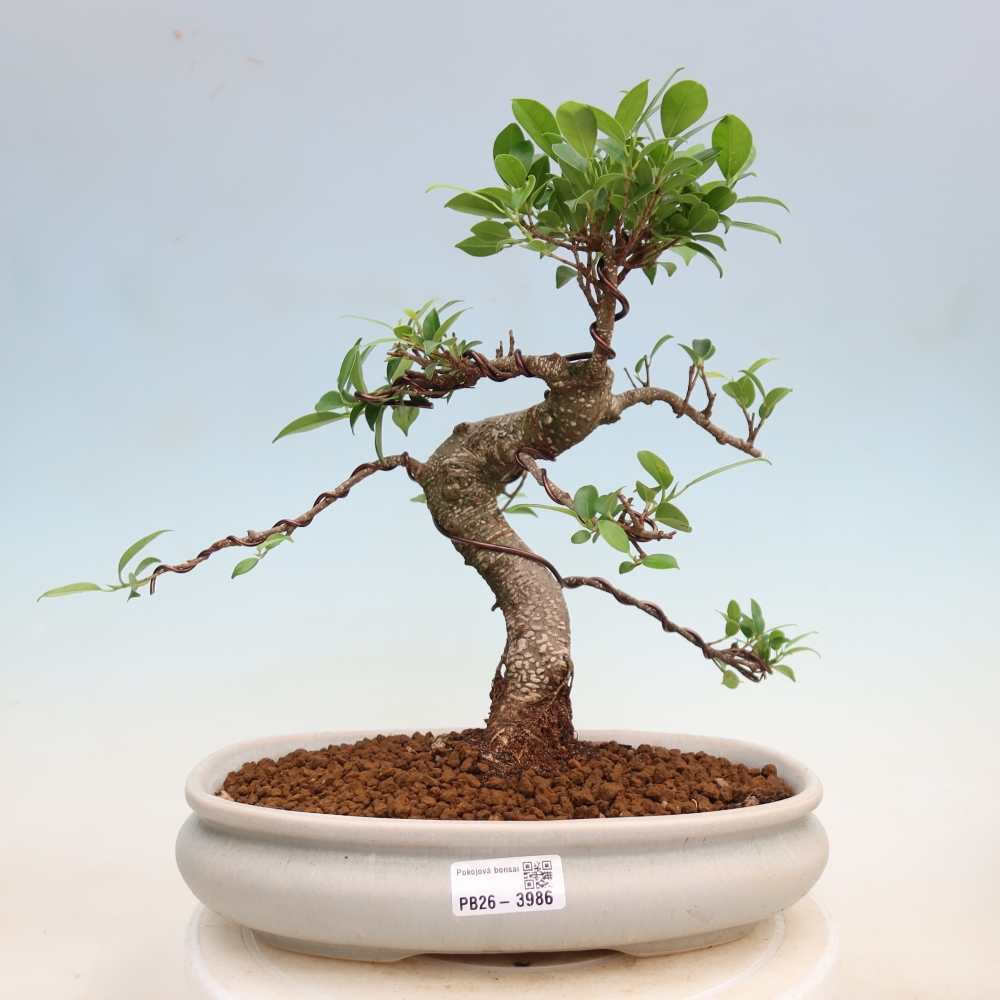 Camera bonsai - Ficus kimmen - ficus a foglie piccole