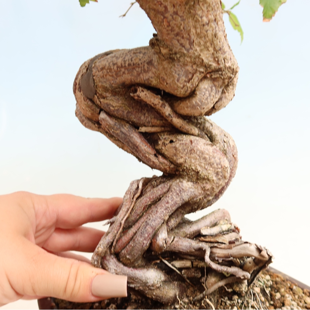 Bonsai da esterno -Carpinus CARPINOIDES - Carpino coreano