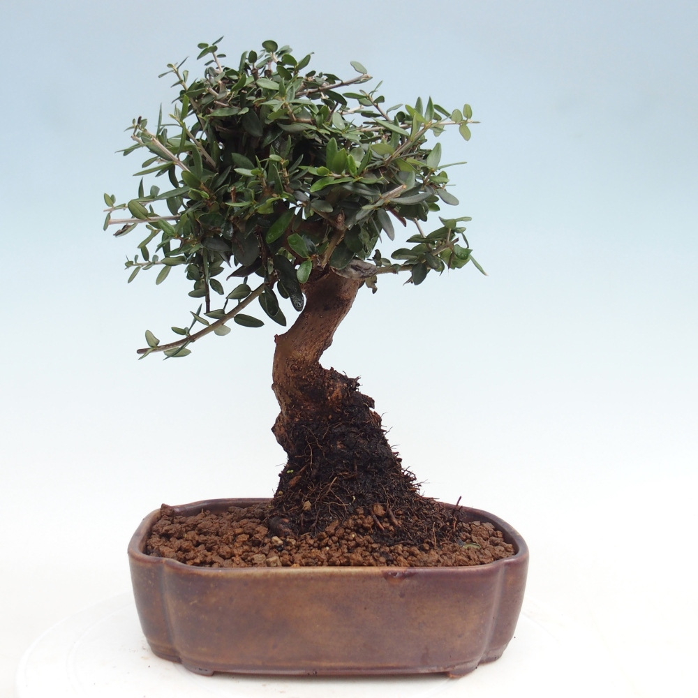 Bonsai da interno - Olea europaea sylvestris
