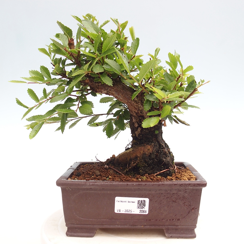 Bonsai da esterno - Zelkova - Zelkova NIRE