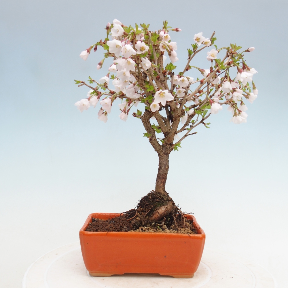 Bonsai da esterno - Prunus incisa Kojou-no mai-Plivon ritagliato