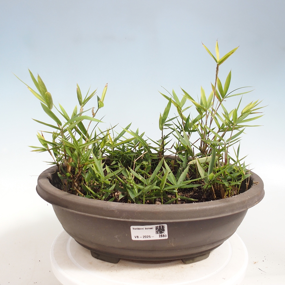 Bonsai da esterno - Pleioblastus argenteostriatus f.pumilus - Bambù nano