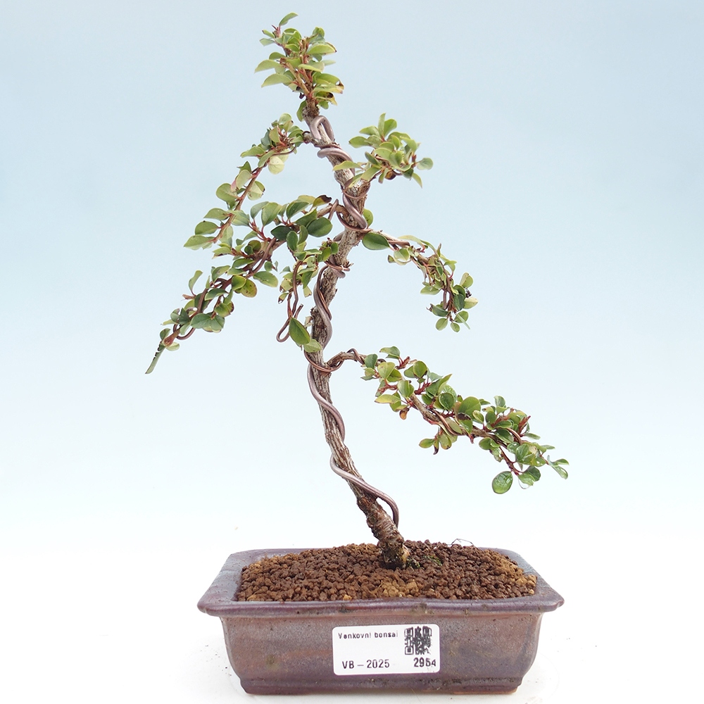 Bonsai da esterno - Cotoneaster horizontalis - Rocky Mountain