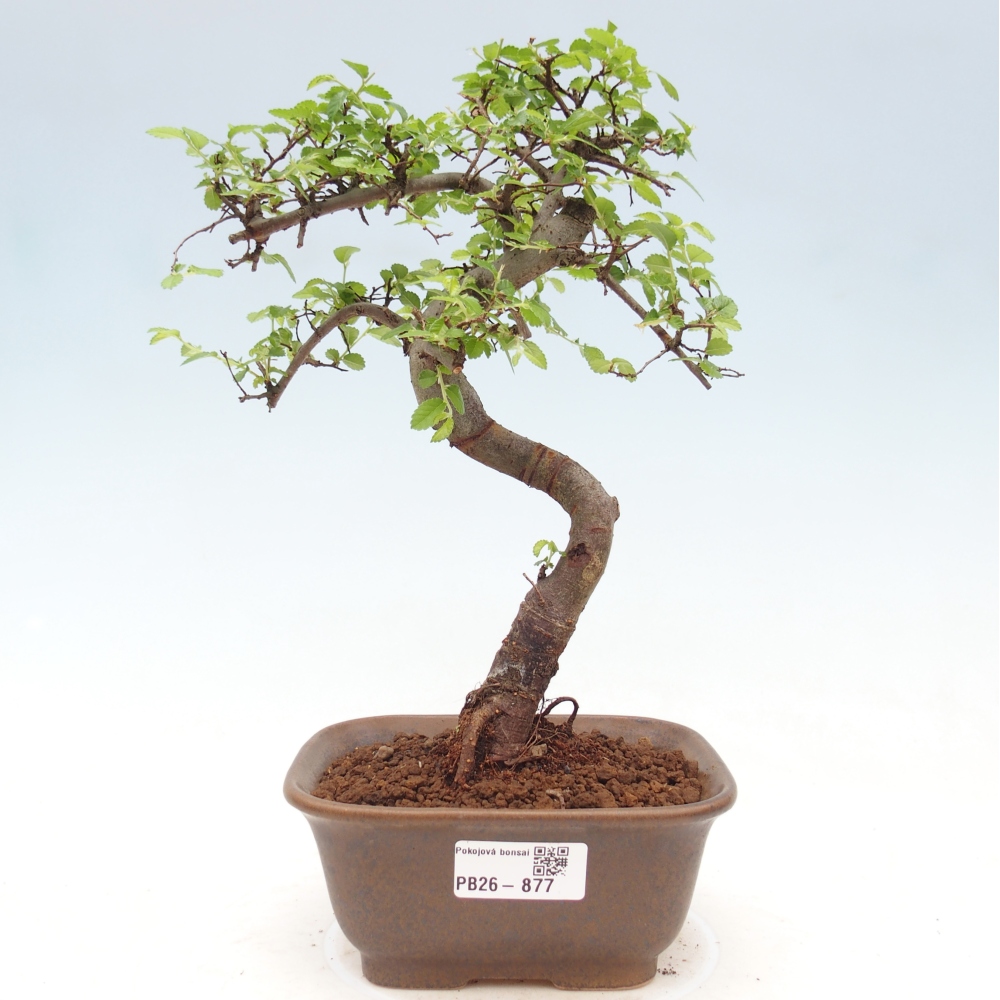 Camera bonsai - Ulmus parvifolia - Olmo a foglie piccole