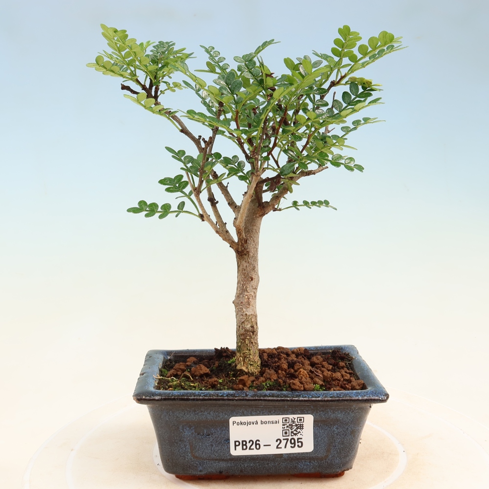 Camera bonsai - Zantoxylum piperitum - albero del pepe
