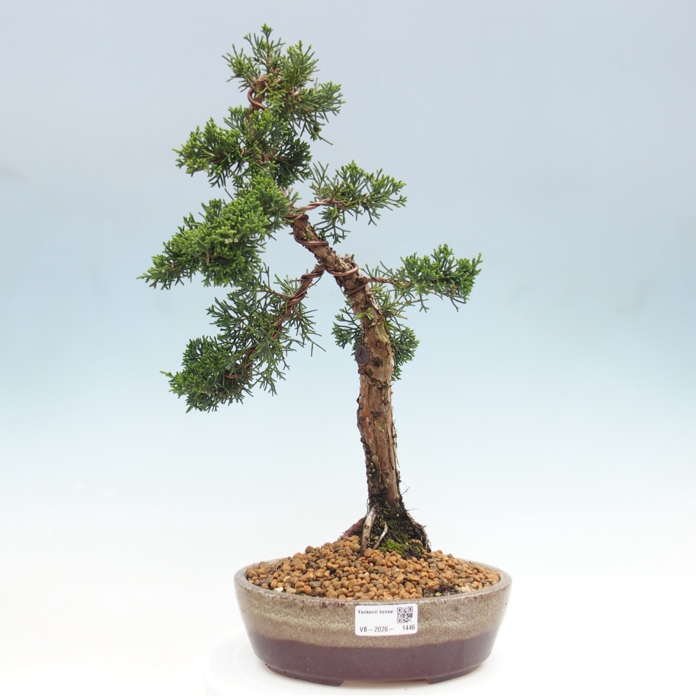 Bonsai da esterno - Juniperus chinensis Kishu