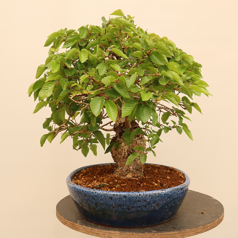 Bonsai da esterno -Carpinus Coreana - Carpino coreano