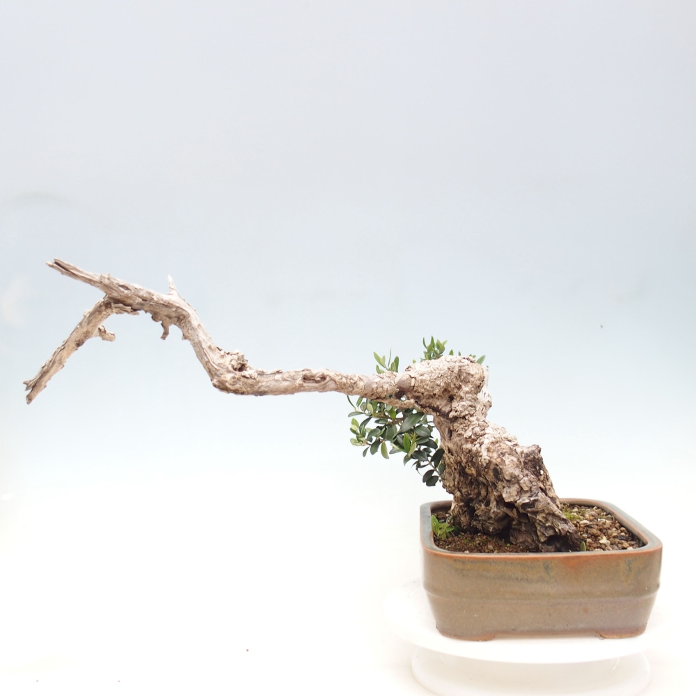 Bonsai da interno - Olea europaea sylvestris