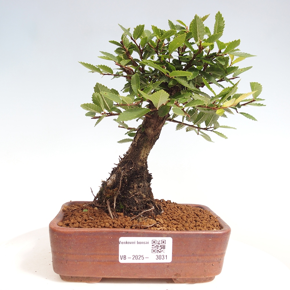 Bonsai da esterno - Zelkova - Zelkova NIRE