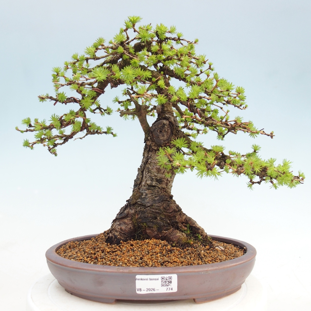 Bonsai da esterno -Larix decidua - Larice