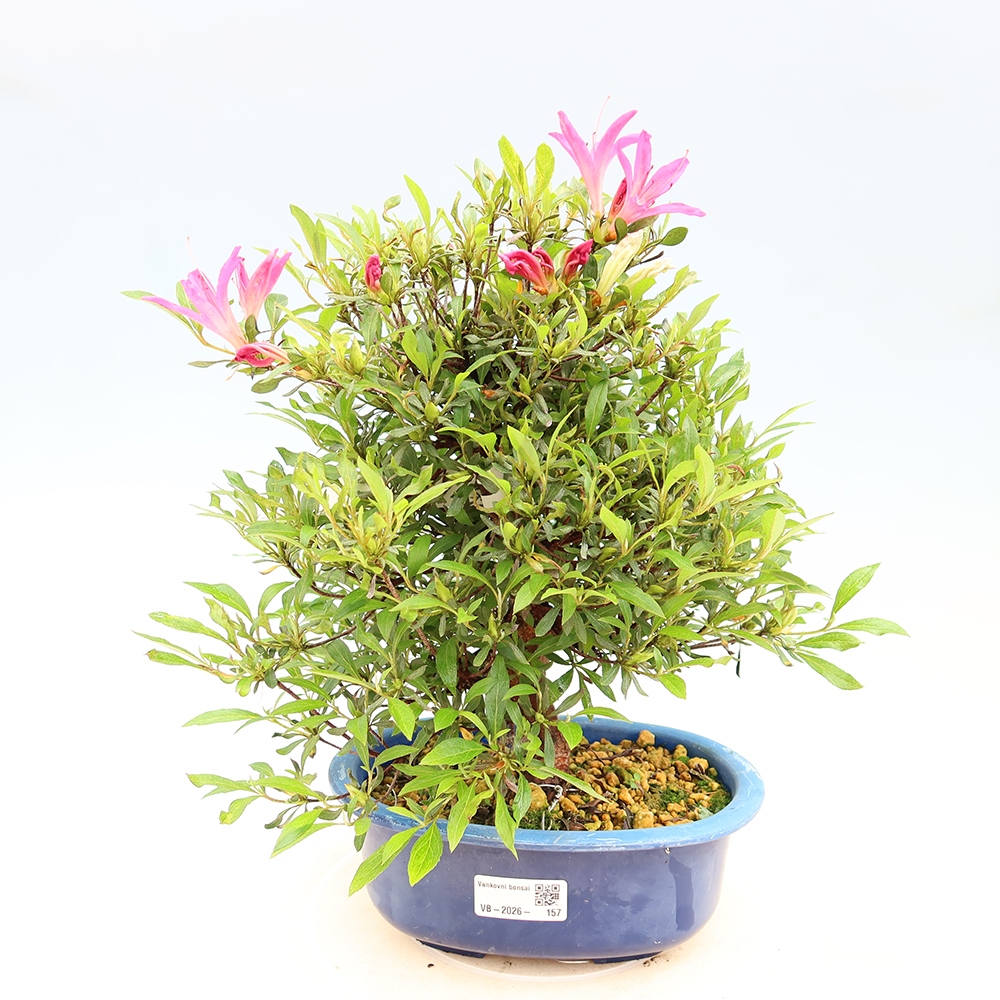 Bonsai da esterno - Azalea giapponese - Azalea Ryusen