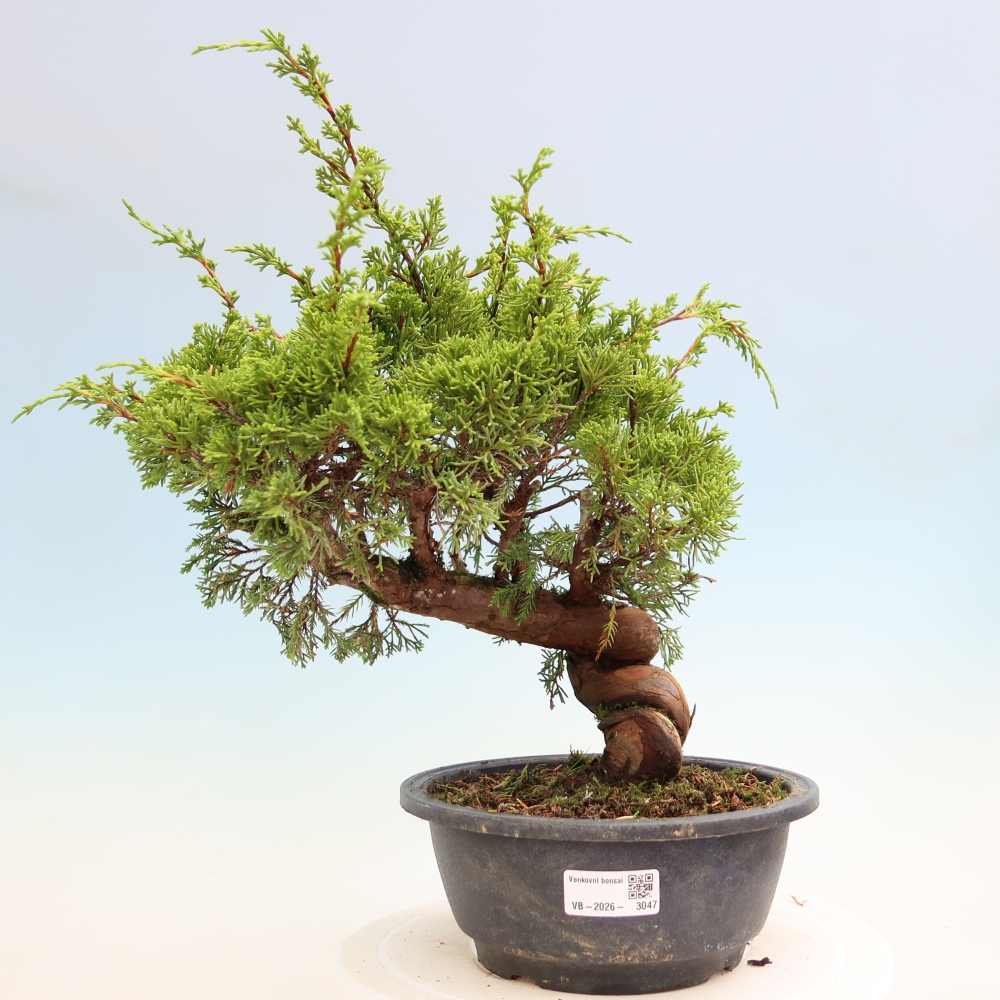 Bonsai da esterno - Juniperus chinensis Itoigawa-Juniperus chinensis