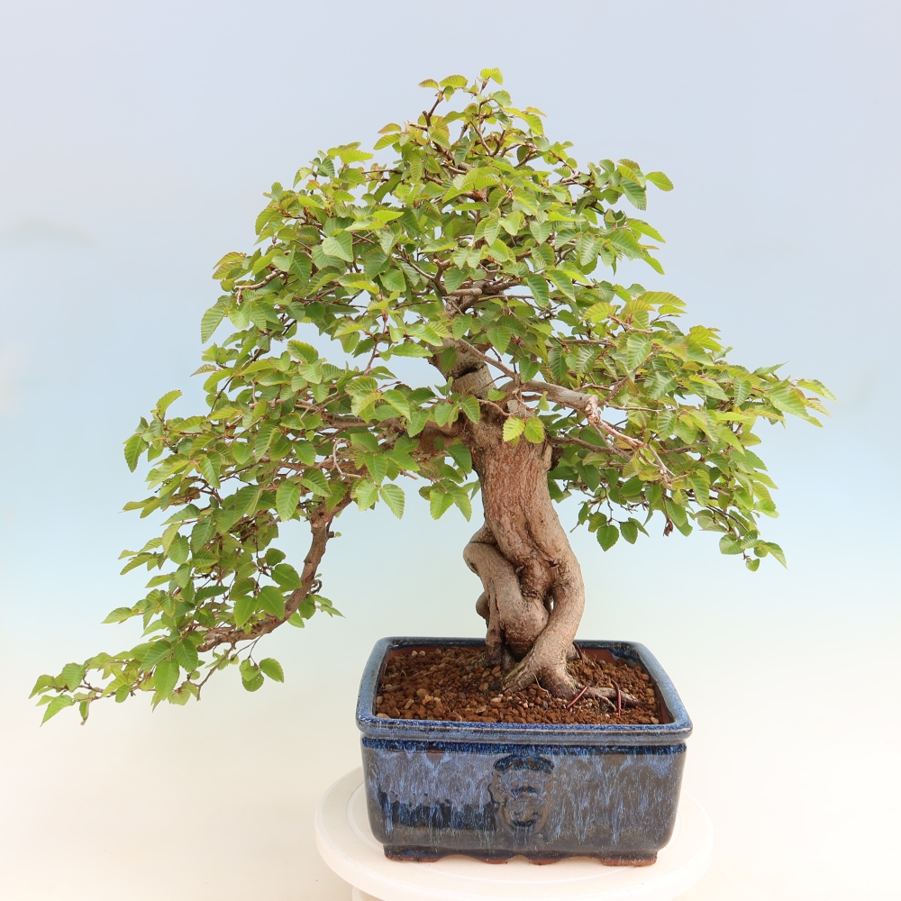 Bonsai da esterno -Carpinus Coreana - Carpino coreano