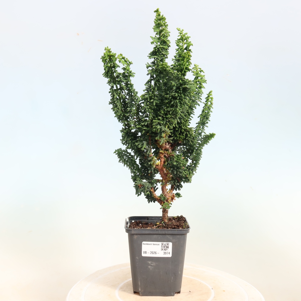 Bonsai da esterno - Cham. obtusa SEKKA HINOKI - Cipresso