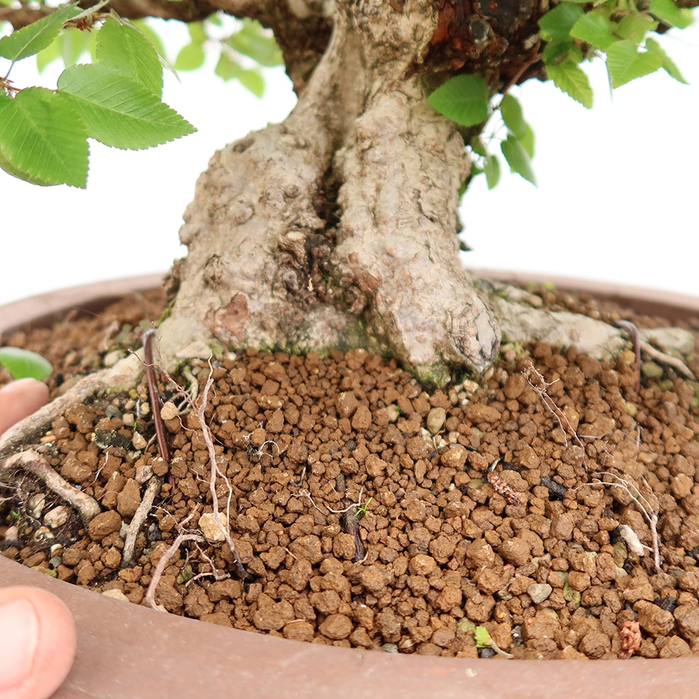 Bonsai da esterno -Carpinus Coreana - Carpino coreano