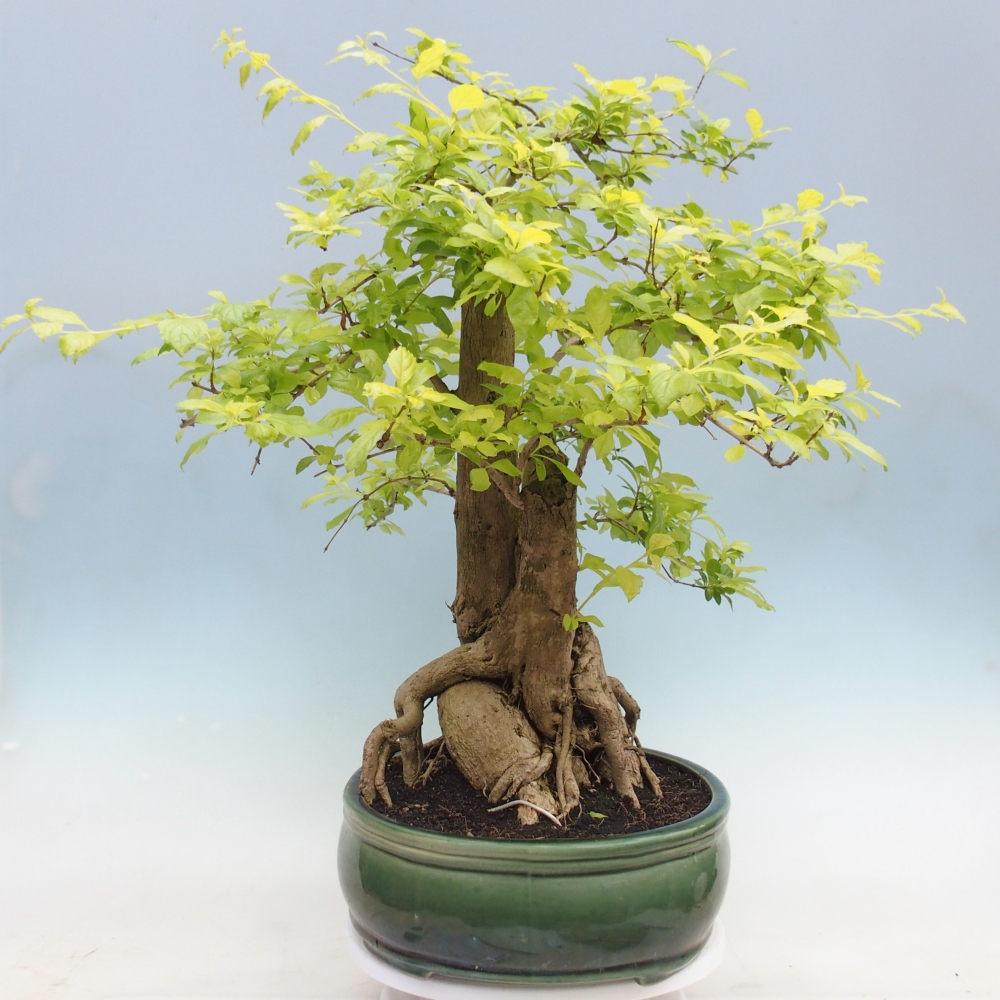 Bonsai da camera - Duranta erecta Aurea - SOLO RITIRO PERSONALE o trasporto su pallet