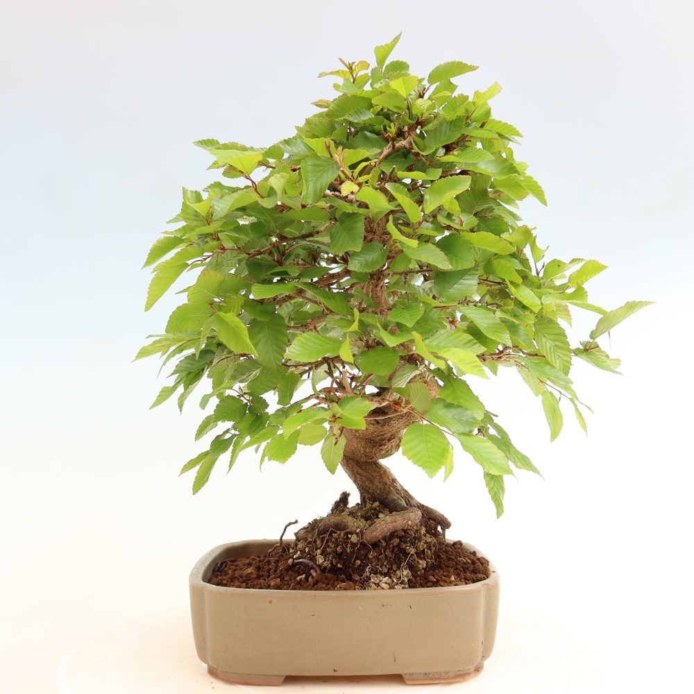 Bonsai da esterno -Carpinus Coreana - Carpino coreano