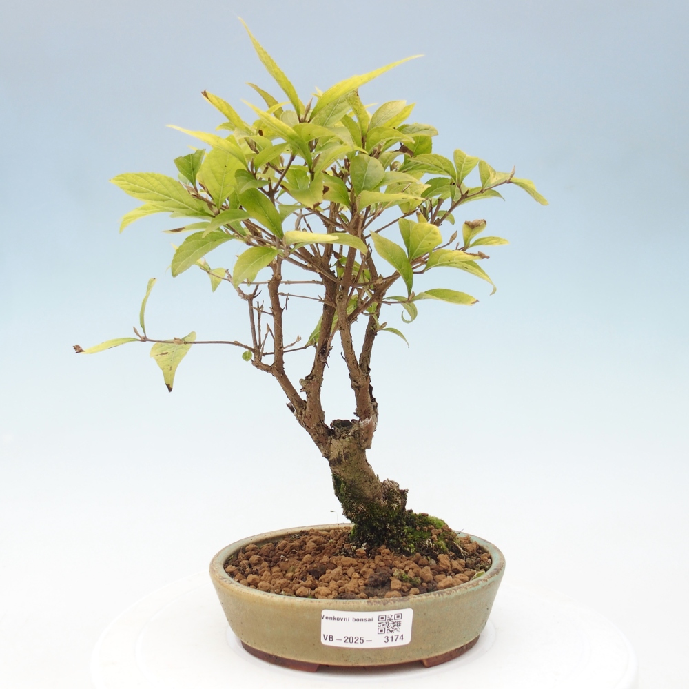 Bonsai da esterno - Callicarpa japonica