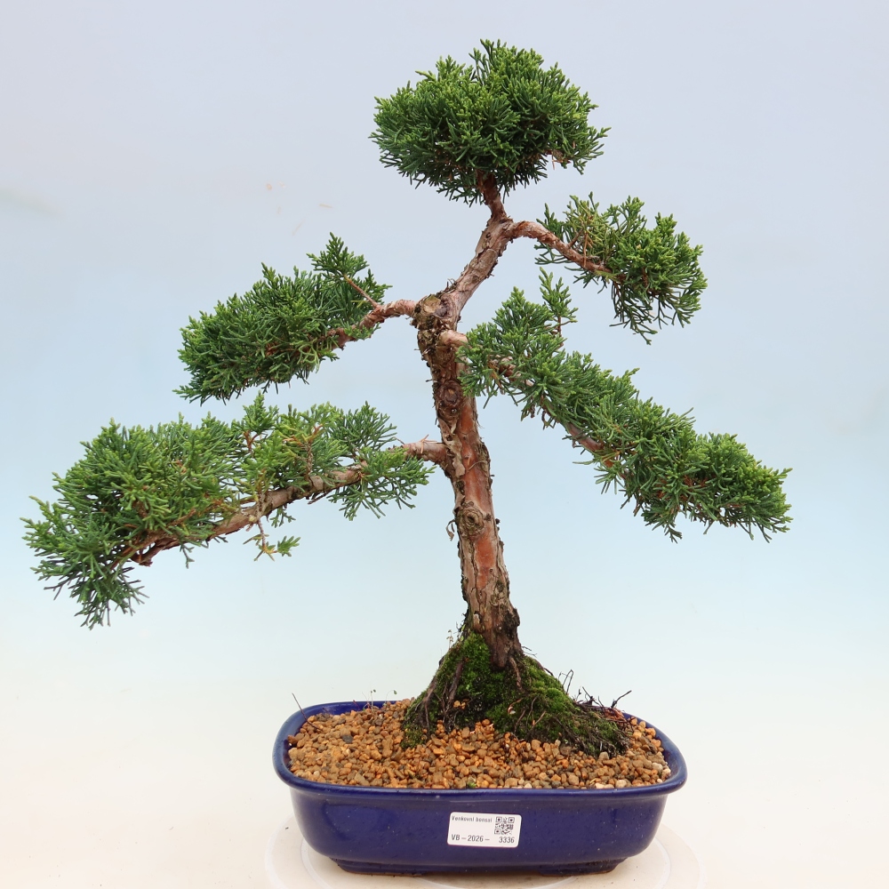 Bonsai da esterno - Juniperus chinensis Kishu