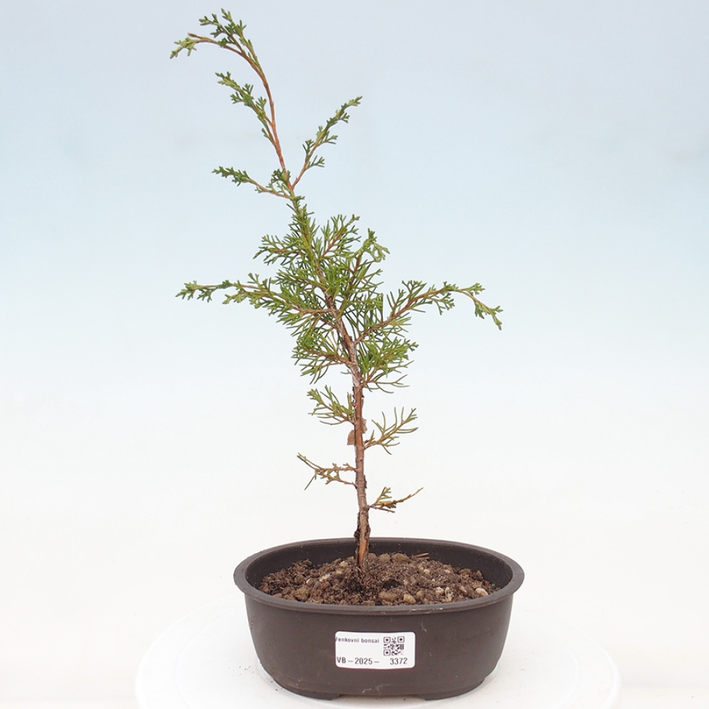 Bonsai da esterno - Juniperus chinensis Itoigawa