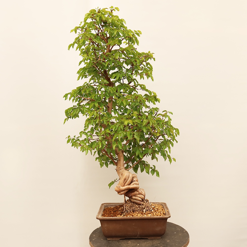 Bonsai da esterno -Carpinus Coreana - Carpino coreano