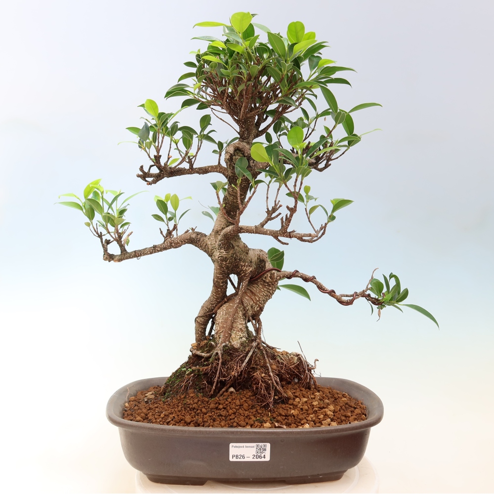 Camera bonsai - Ficus kimmen - ficus a foglie piccole